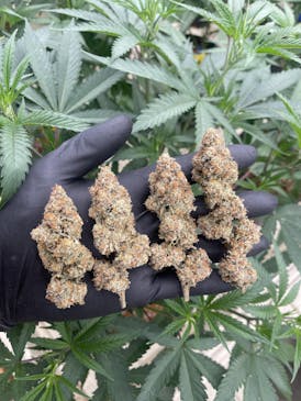 BUD - Coco Chanel (CC)