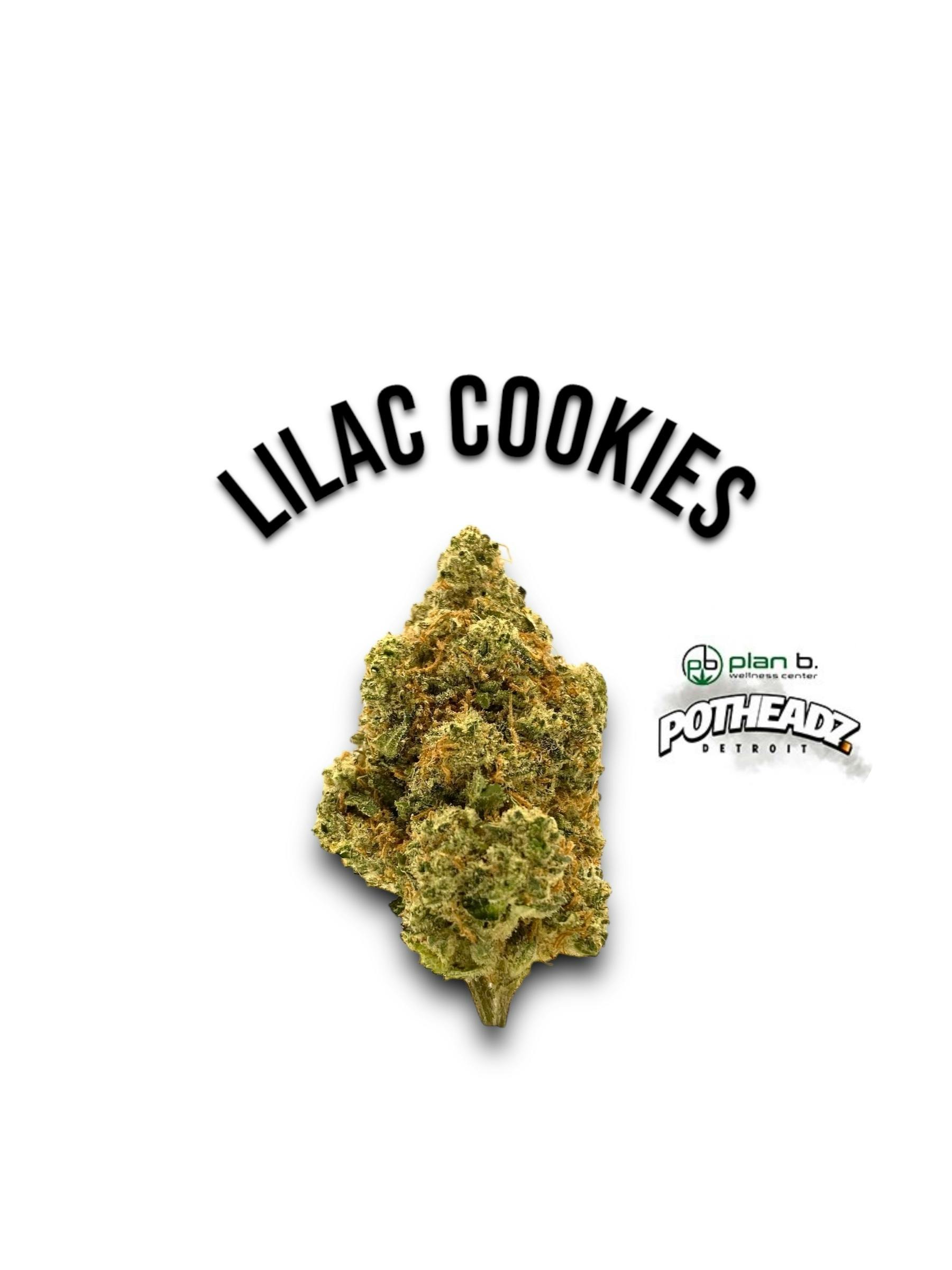 Kinship - Lilac Cookies - Bulk Flower