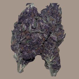 PURPLE RAIN 14G SATIVA (MID-SHELF)