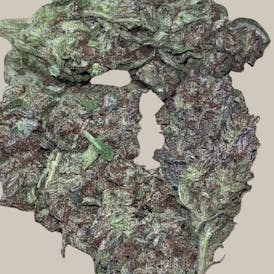 WHITE CREATURE 14G HYBRID (MID-SHELF)