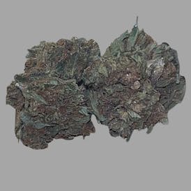 CINDERELLA 14G SATIVA (MID-SHELF)