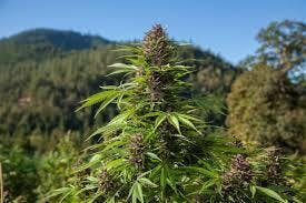A1 Stank Sauce Outdoor $47.80 Oz