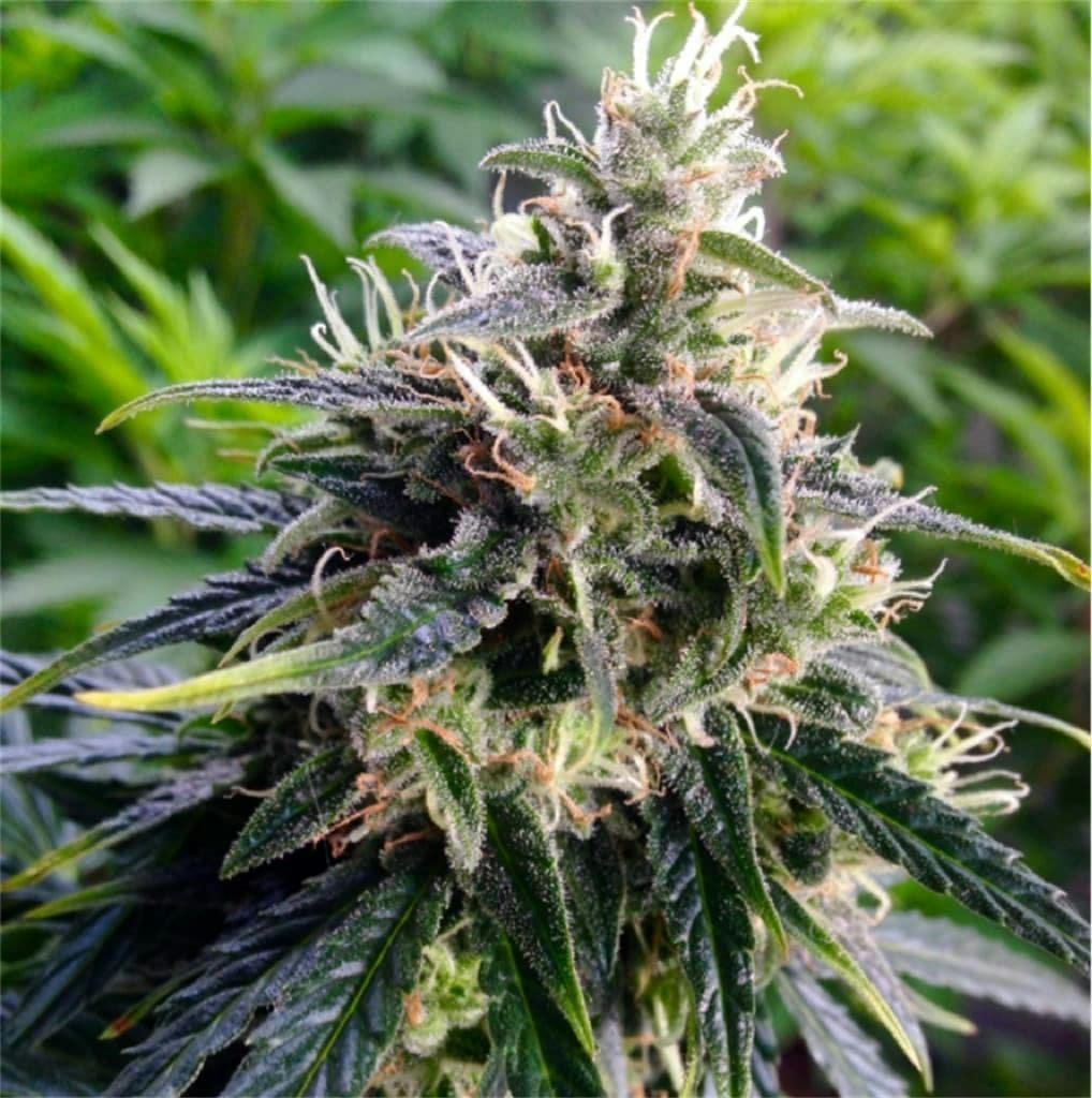 Northern Lights