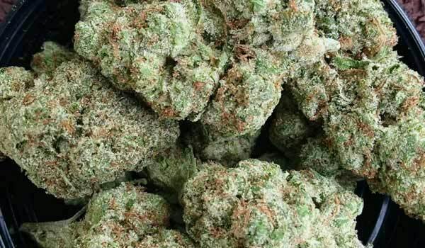 Medical Tropicana Banana