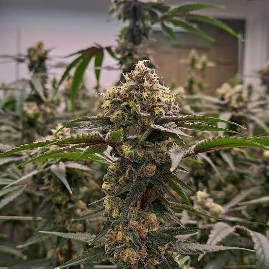 Grape Punch Oz