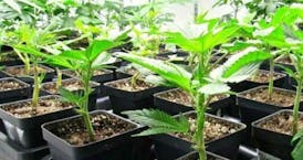 Pre '98 Bubba Kush Clone