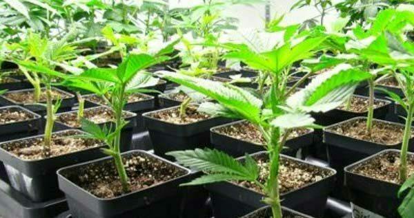 Red Headed Stranger Clone | Clone