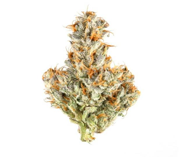 White Truffle - Indica Hybrid