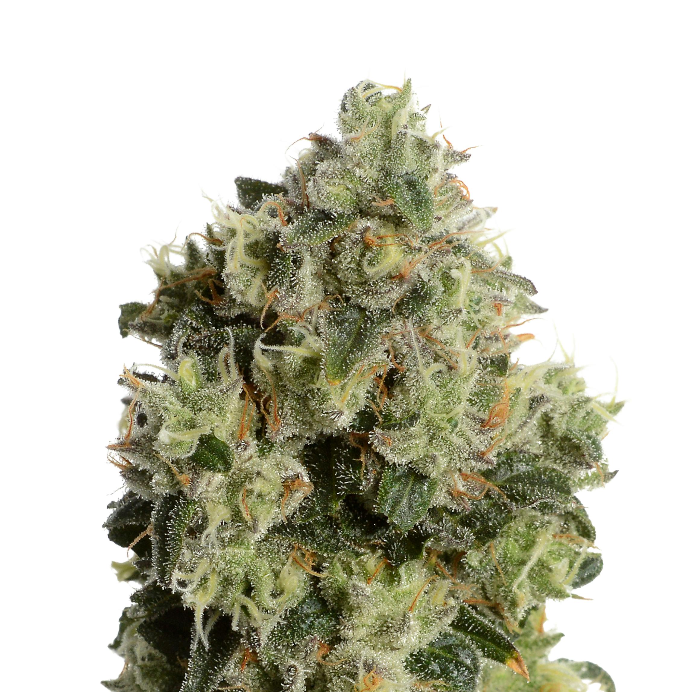 Lemon Grass - Indica Hybrid