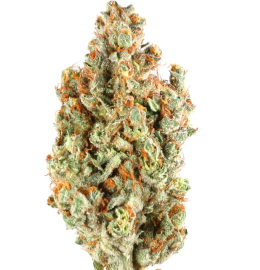 Sour Glue - Hybrid (Windhill Organics)