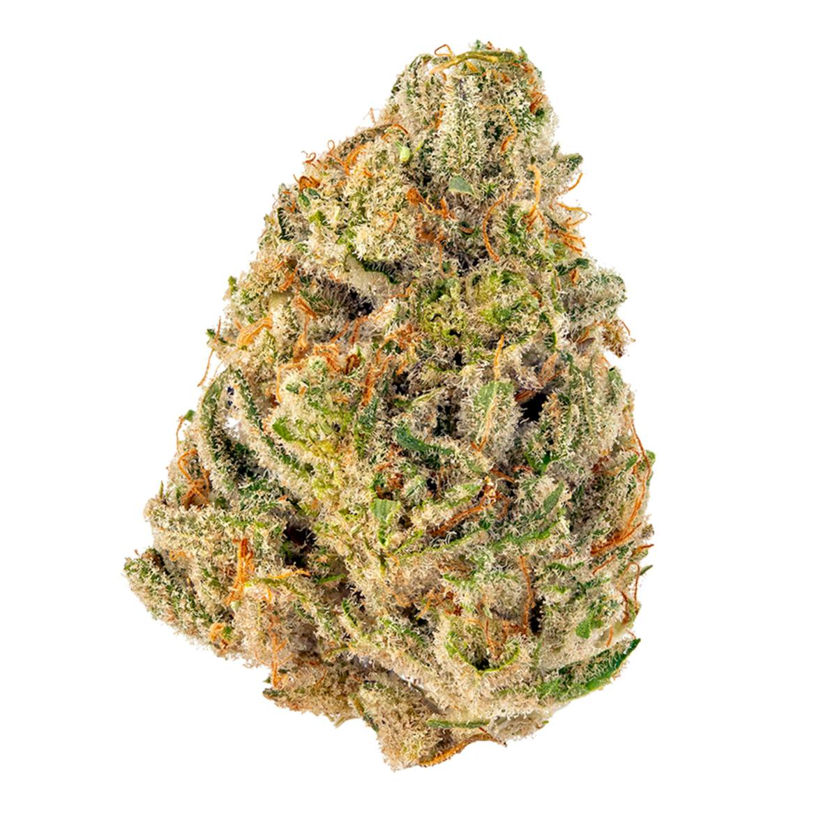 Mimosa | Big Buds | 7g
