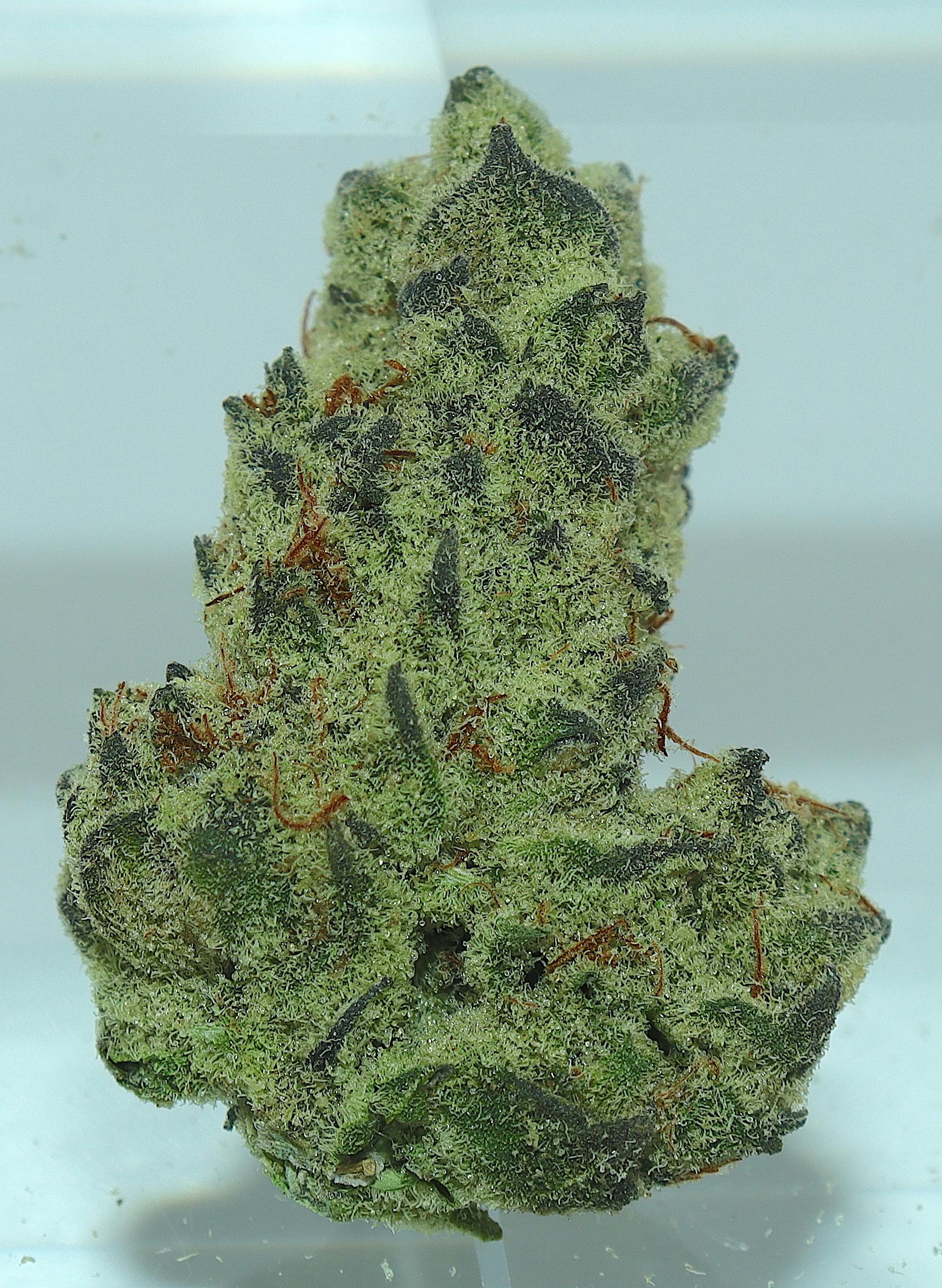 Guava Fruit