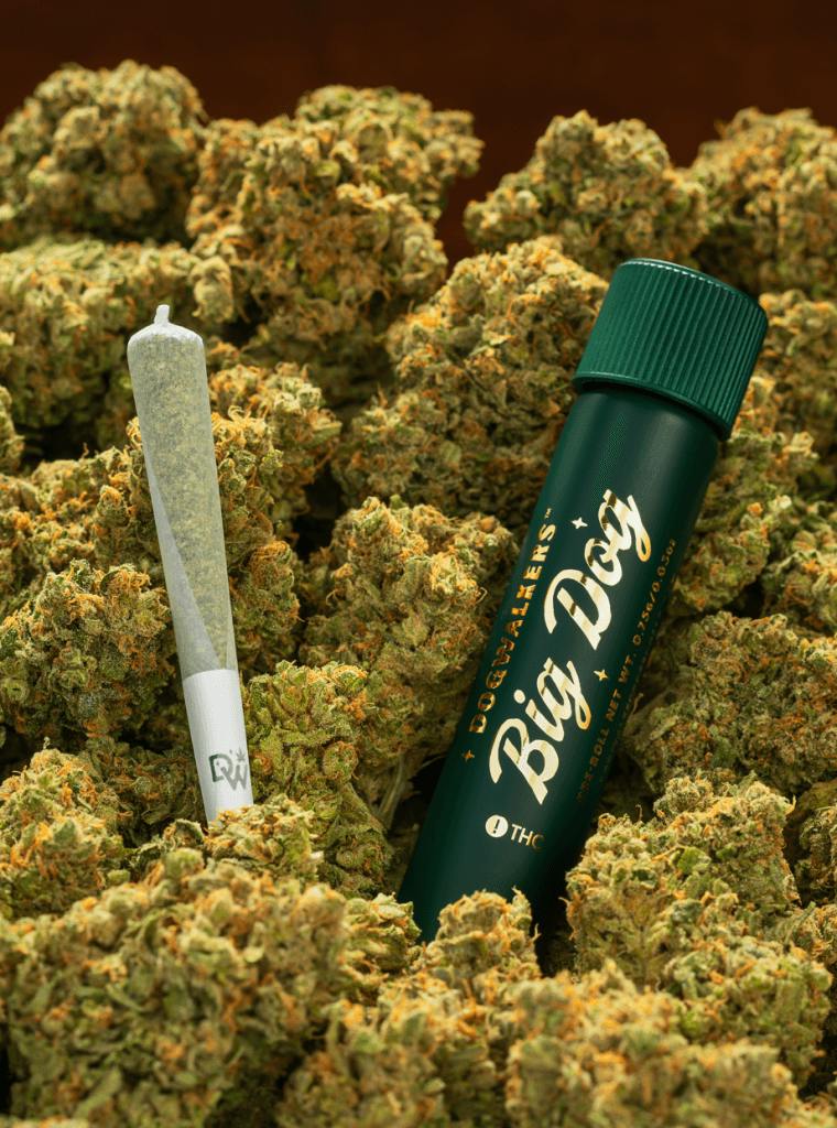 Tangie Big Dog