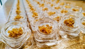 GOB Sugar Gorilla Glue