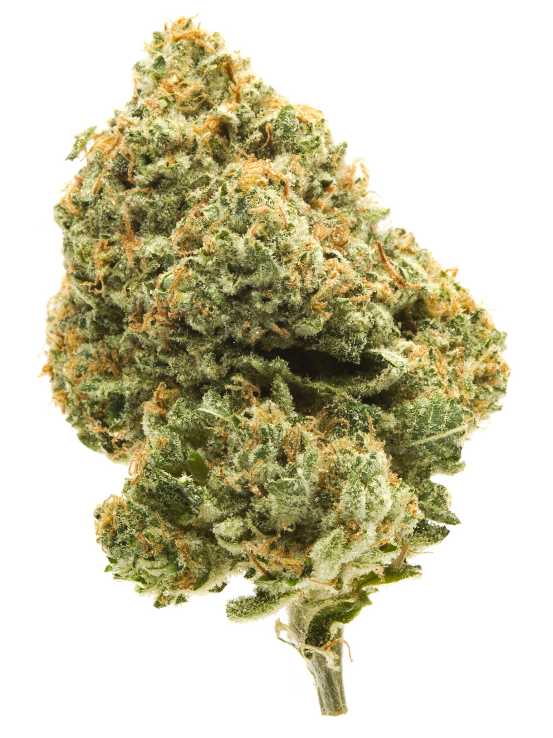 BUD REC - WHITE CINDY 99