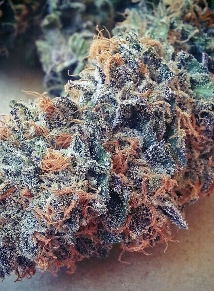 CBN: Rainbow Kush