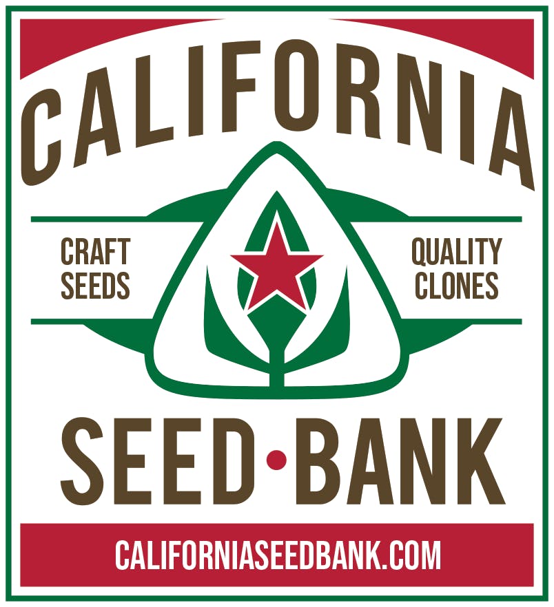 California Seed Bank - 1 Fritter Quitter - 12 Pack