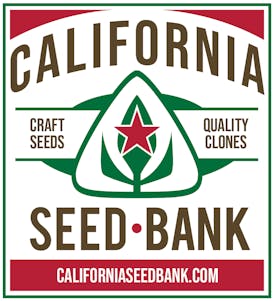 California Seed Bank - Biscotti Gas - 12 Pack