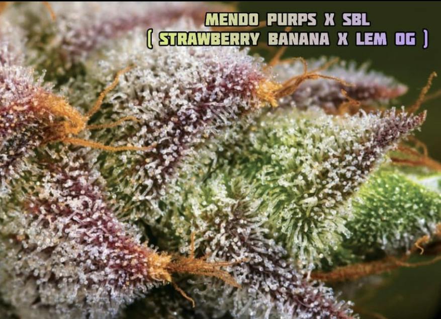 Lempire Farmaseed - Mendo Purps x SBL #4