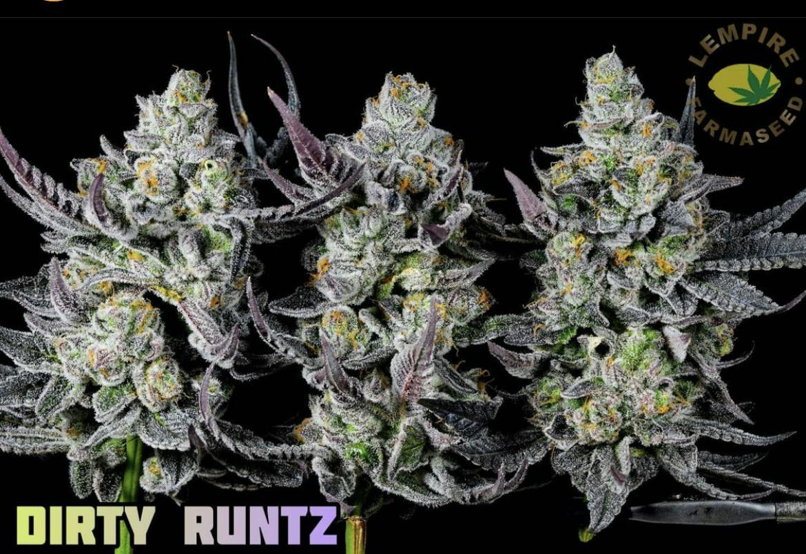 Lempire Farmaseed - Dirty Runtz
