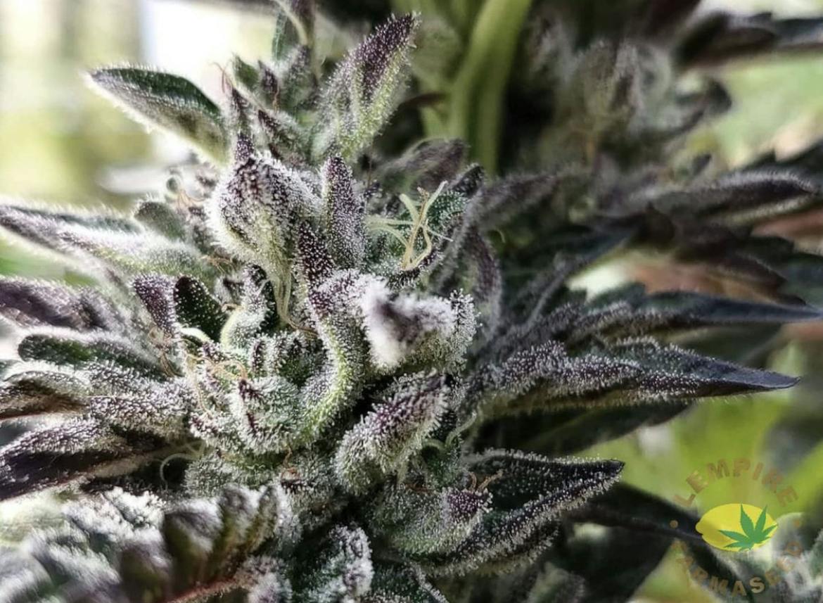 Lempire Farmaseed - Mendo Purps x Chem