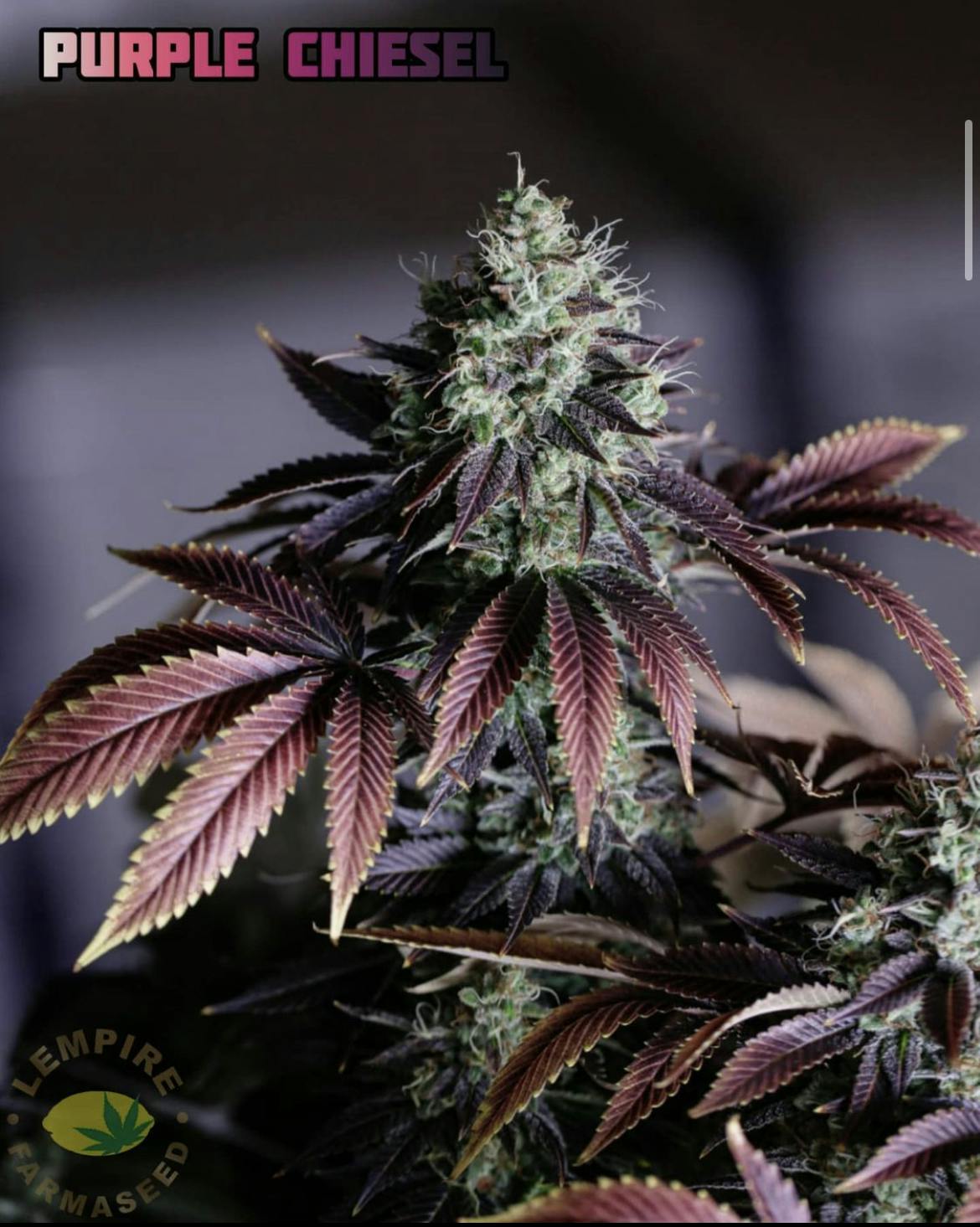Farmaseed Purple Chiesel