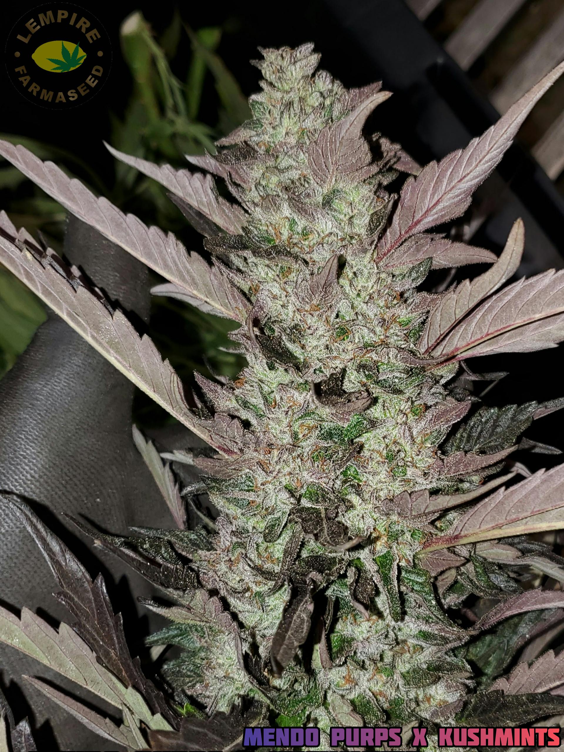 Lempire Farmaseed - Mendo Purps x Kush Mints