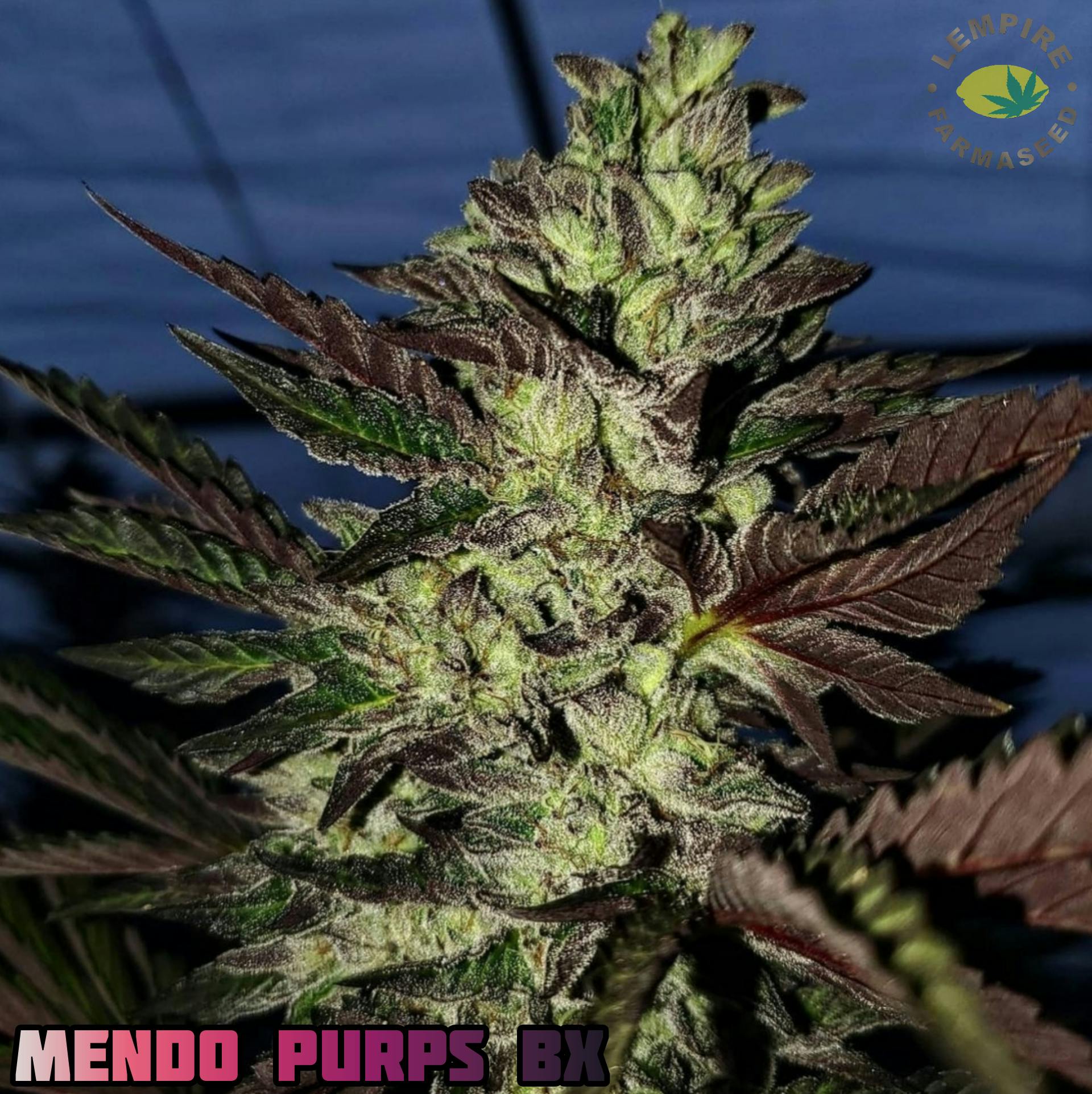 Lempire Farmaseed - Mendo Purps BX