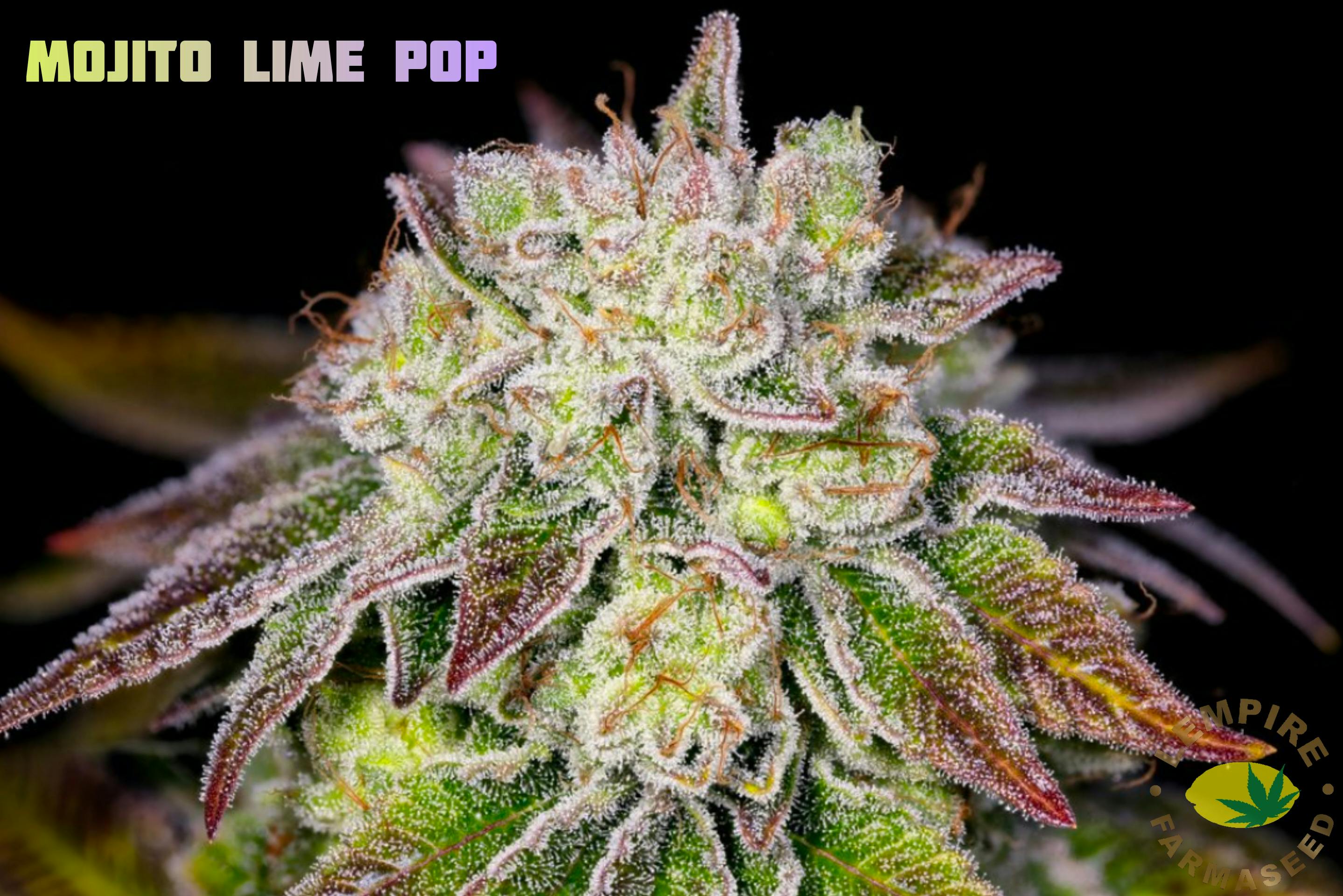 Lempire Farmaseed - Mojito Lime Pop Seeds