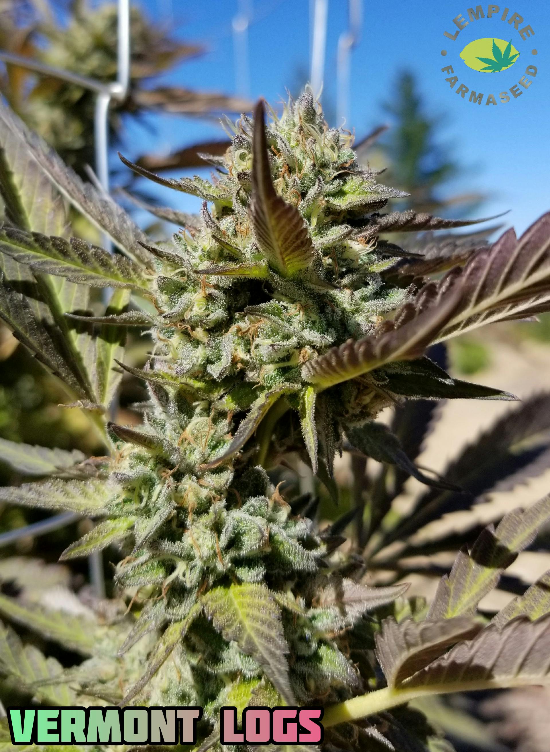 Lempire Farmaseed - Vermont LOGs