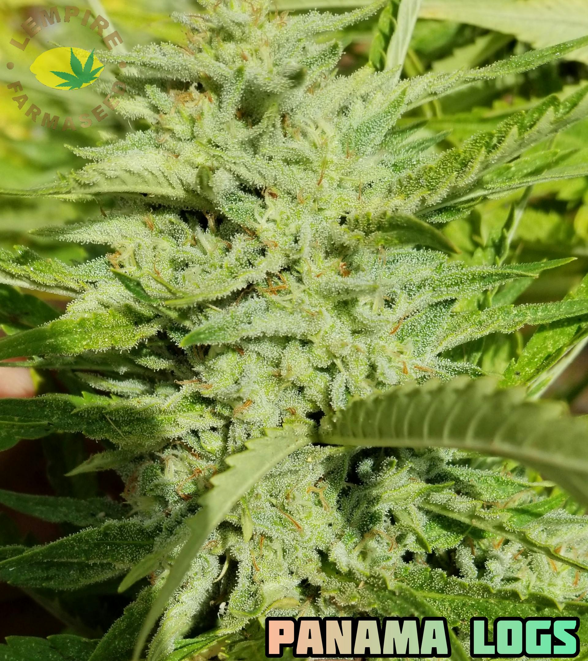 Lempire Farmaseed - Panama Logs