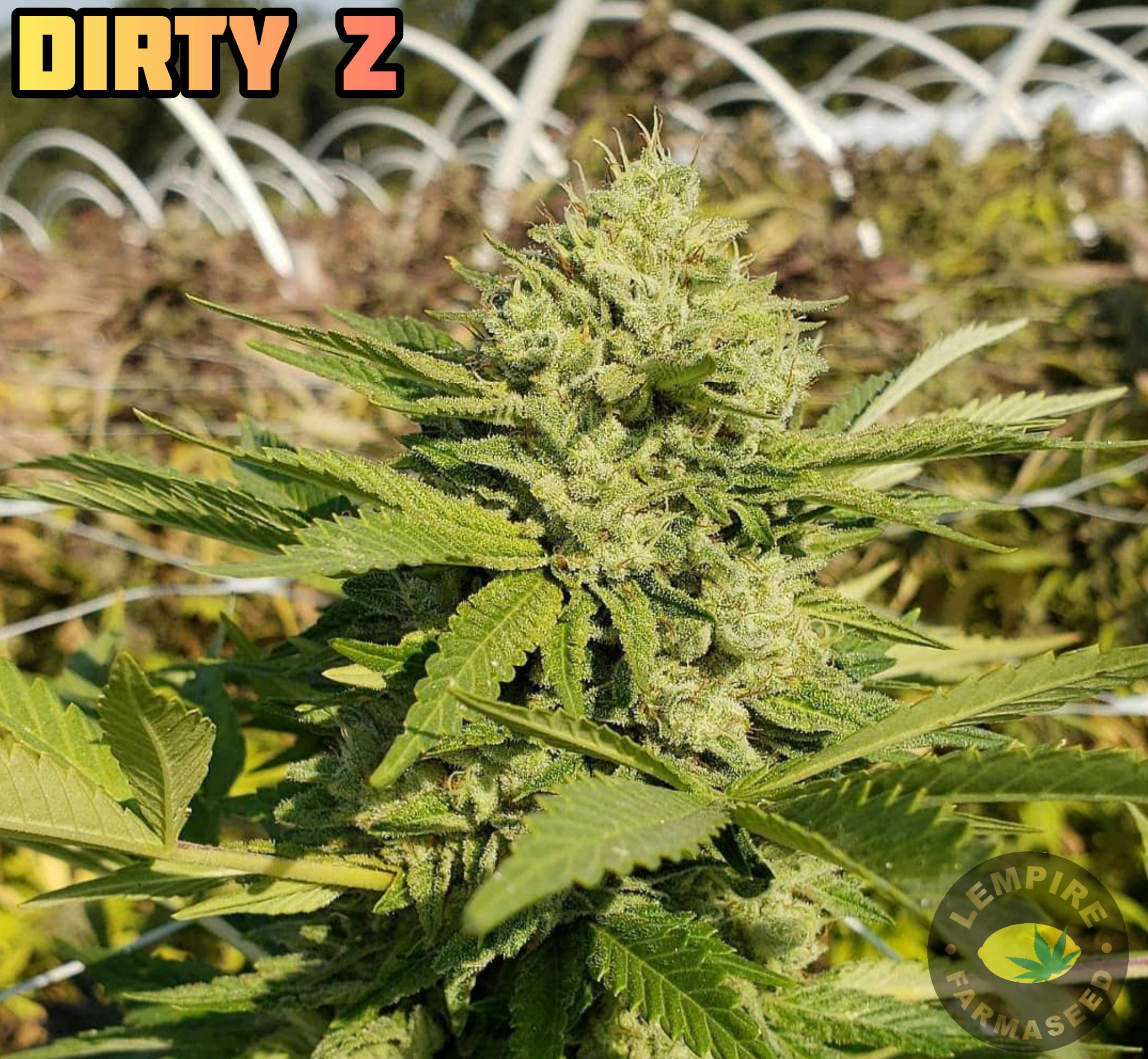 Lempire Farmaseed - Dirty Z