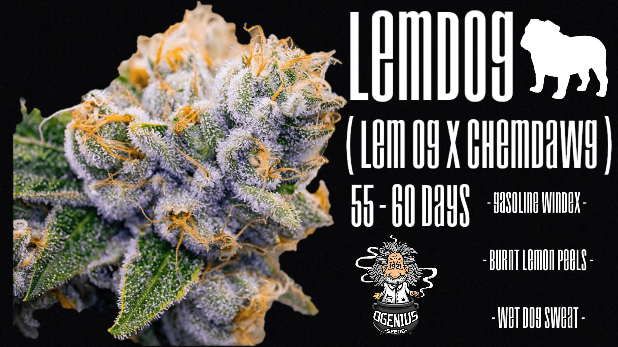Ogenius - LemDog at Compassionate Heart