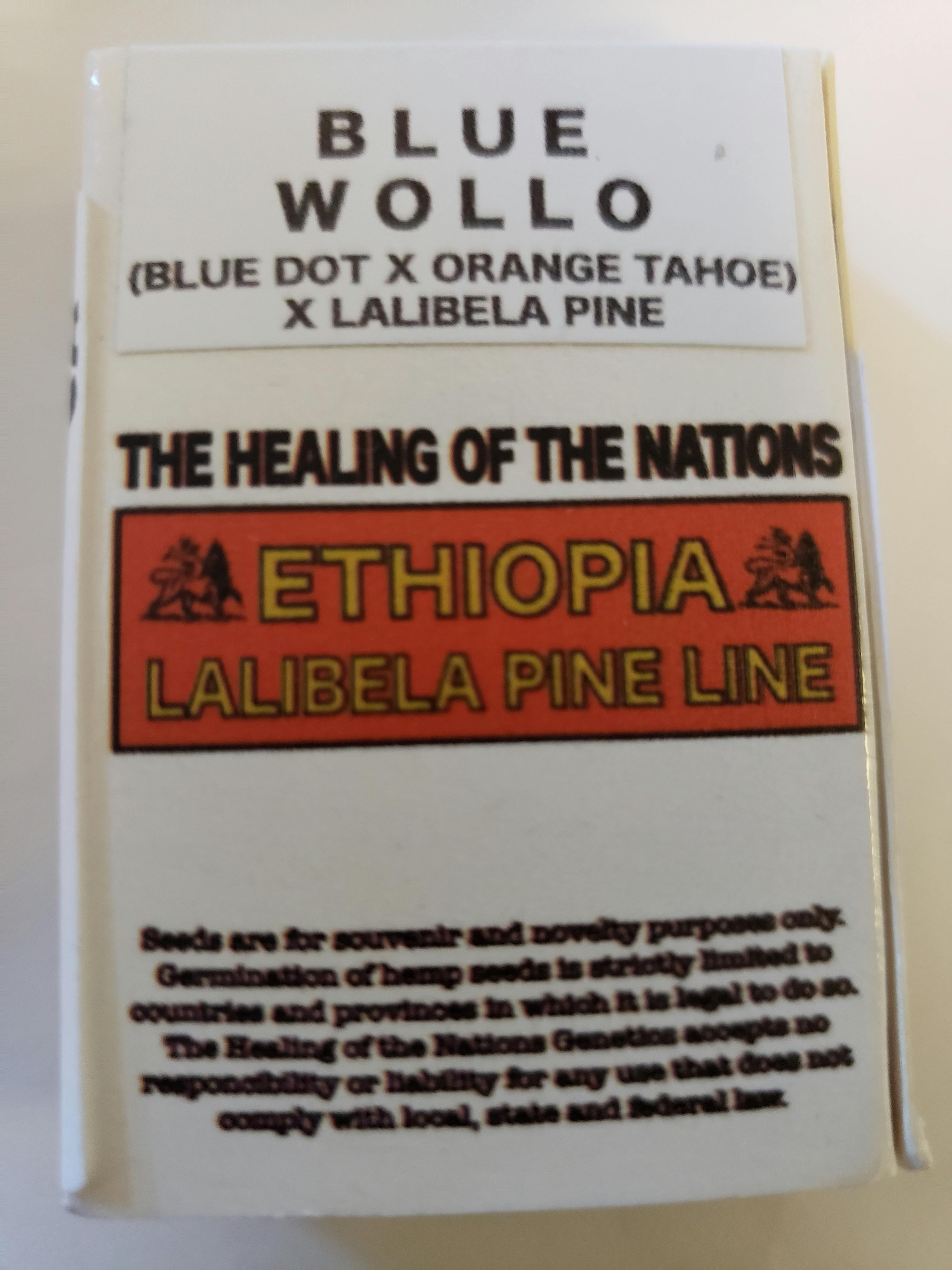 HON Genetics / Blue Wollo - Blue Dot X Orange Tahoe X Lalibela Pine at Compassionate Heart