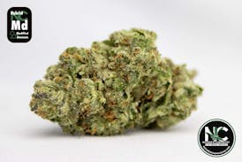 Modified Banana (HYBRID) - Fat Sack - 7g (Popcorn) - NCC - Natures Chemistry