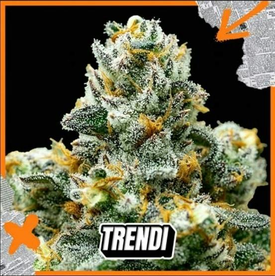 High Roller Kush (INDICA) 3.5g - MMD - Trendi