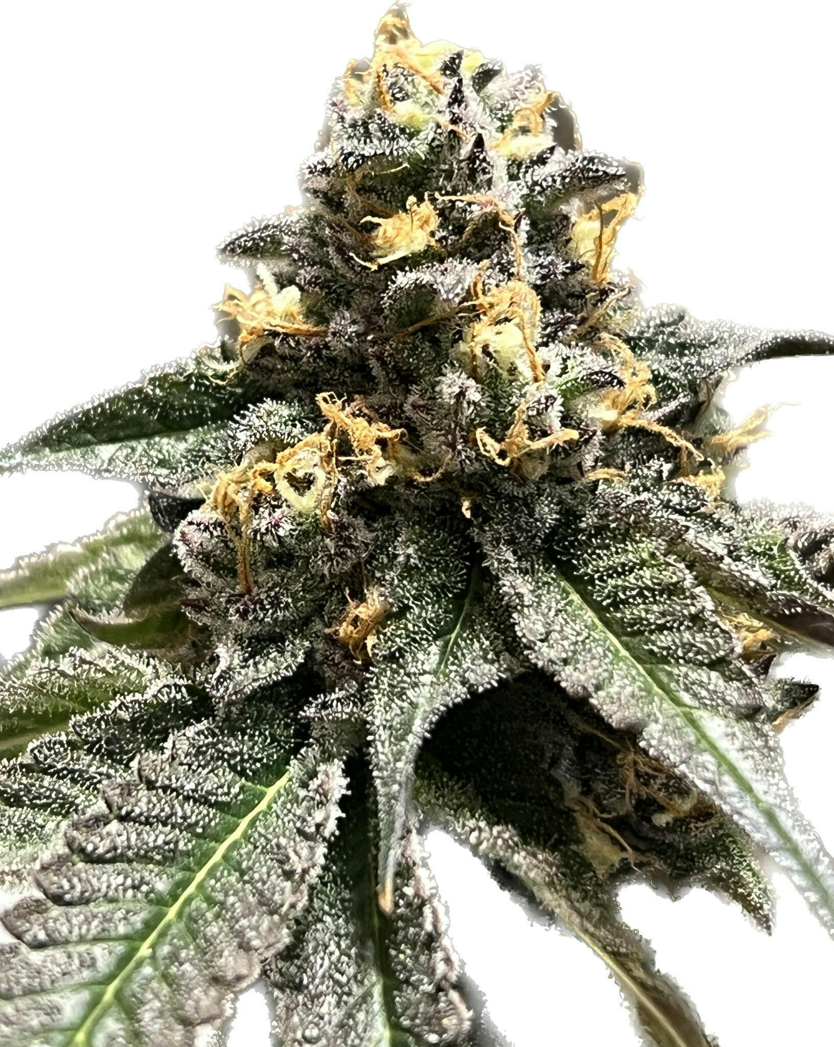 Purple Punch 3.5g Flower 25.67% THC by ALASKAbuds