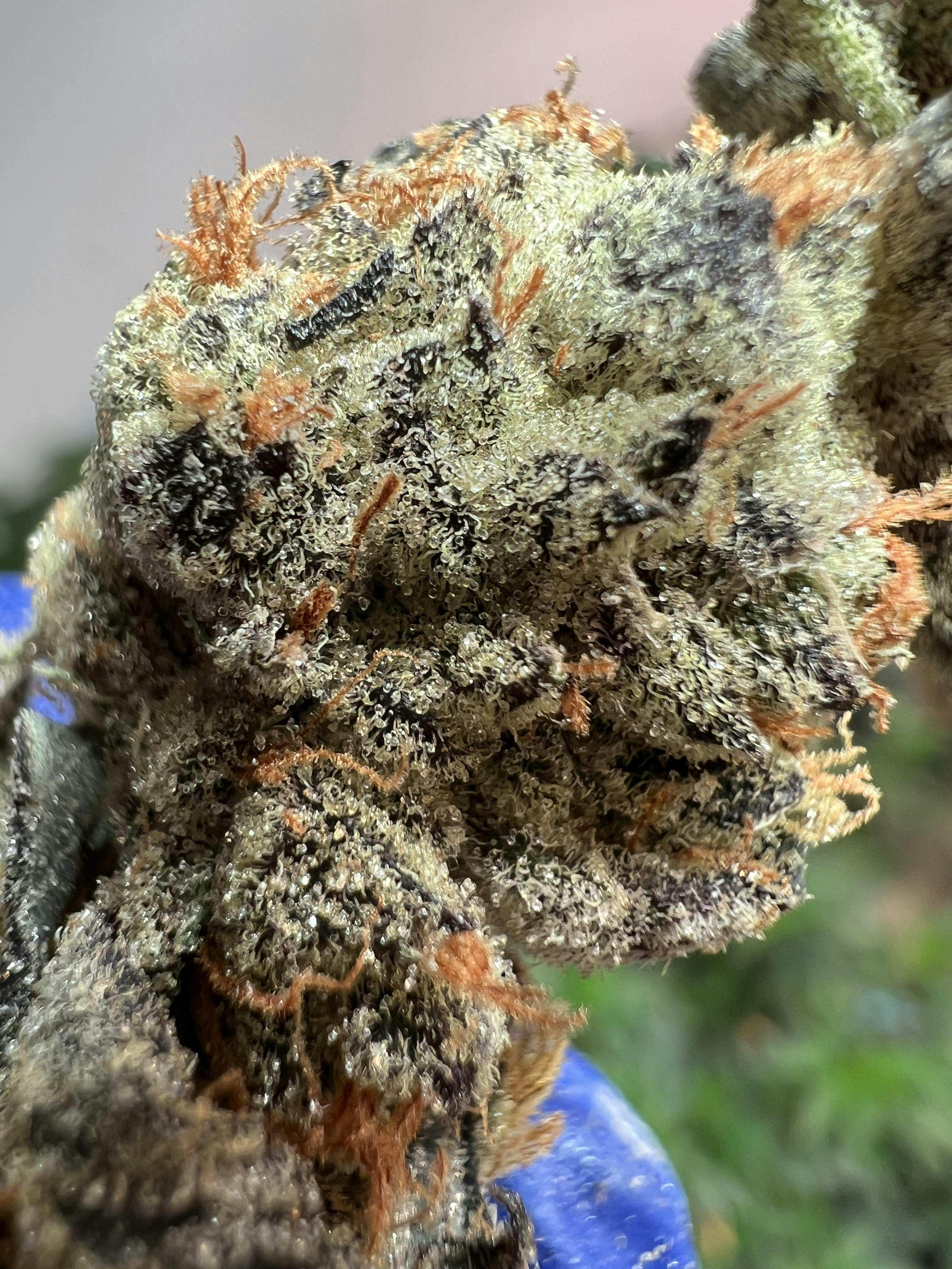 Garlic Cookies 34.25% THC Flower By Redoubt Reefer