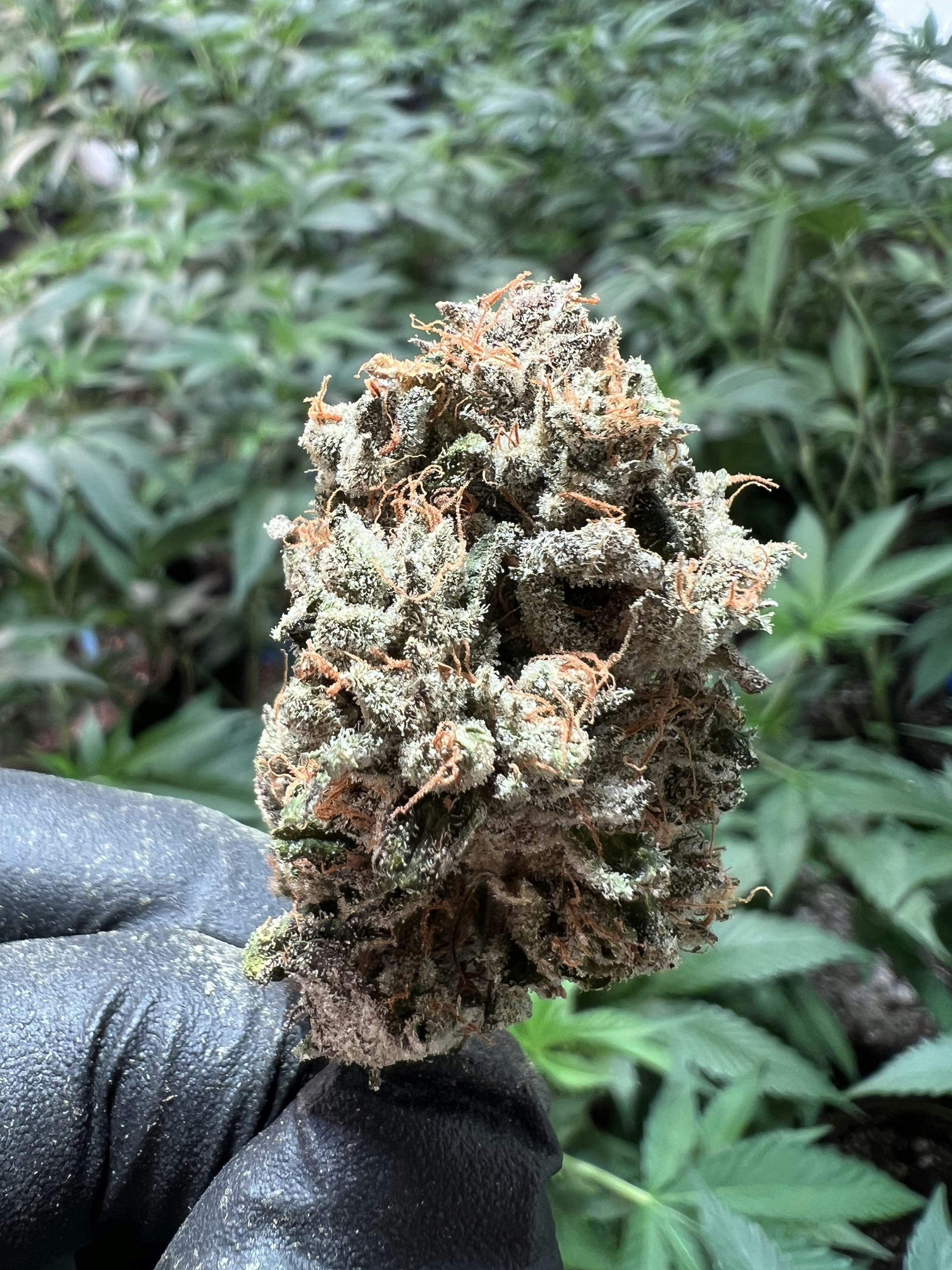 Love Potion 33.59% THC 0.5G Joint By Redoubt Reefer