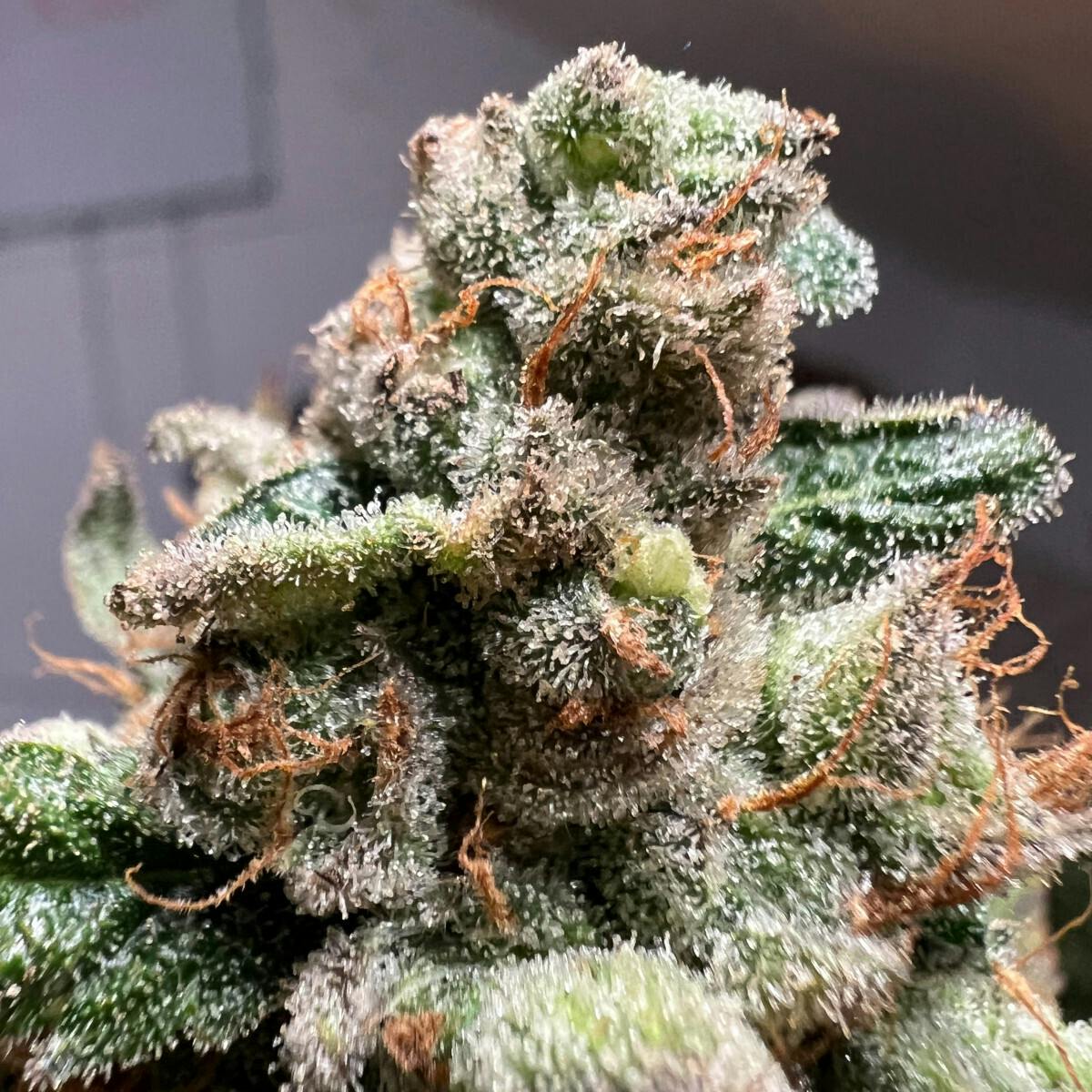 Melted Strawberries 31.15% THC 0.5G Joint by Redoubt Reefer