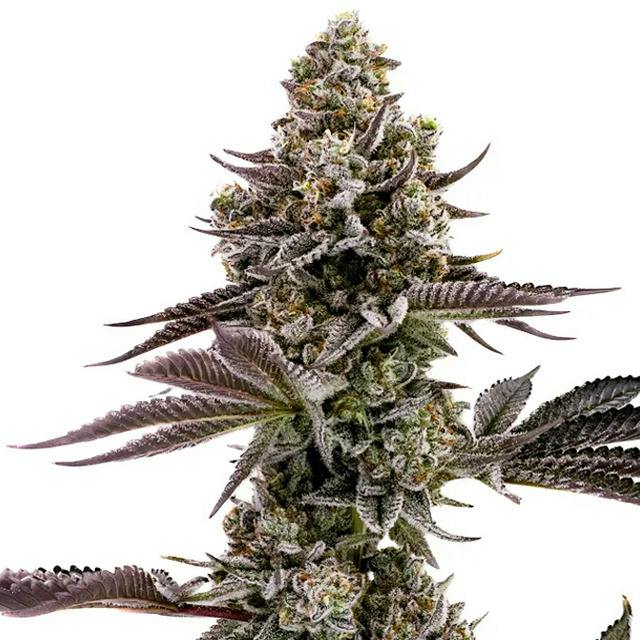 Blueberry Cupcake 16.11% THC 1G Flower By ALASKAbuds