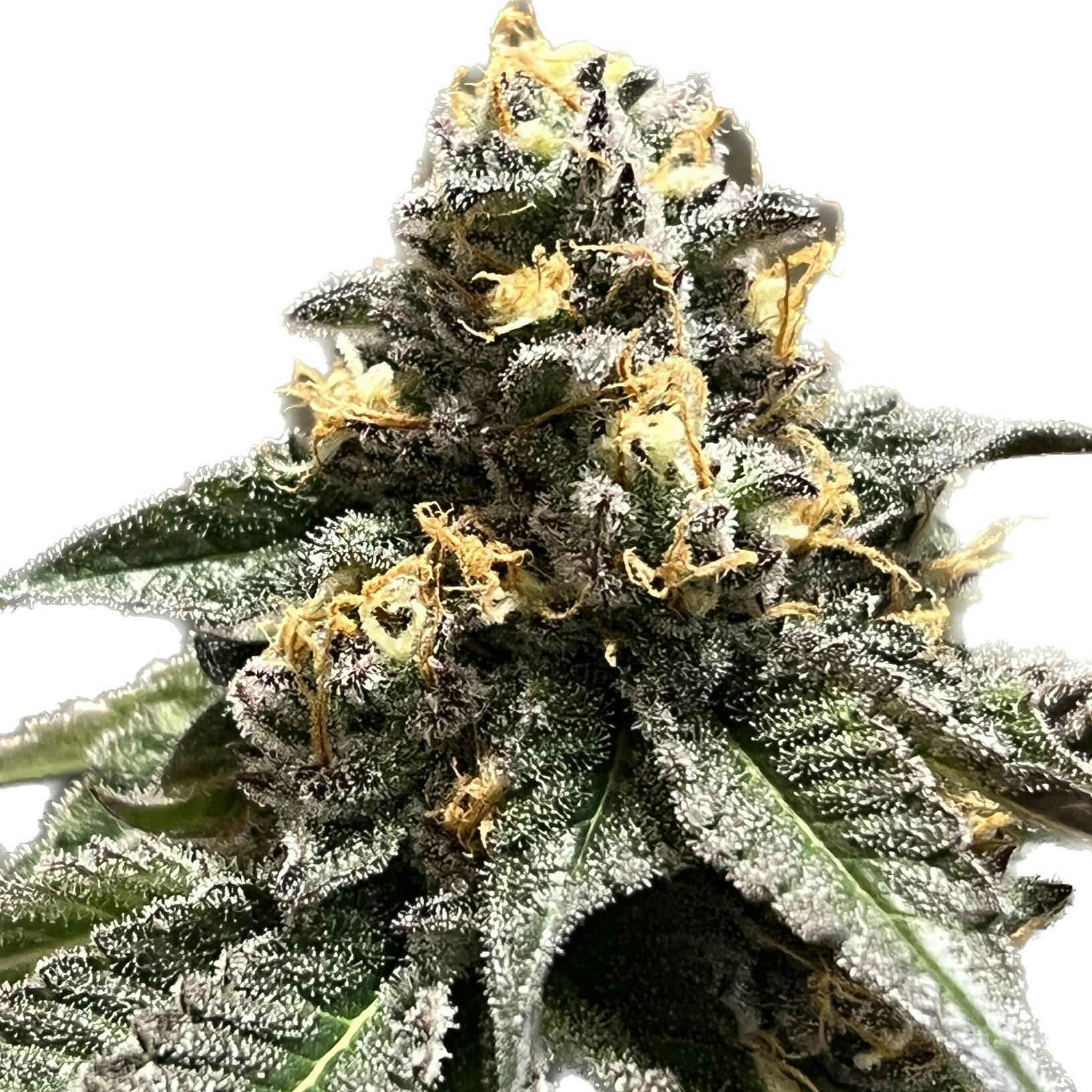 Purple Punch 1g Flower 25.67% THC by ALASKAbuds