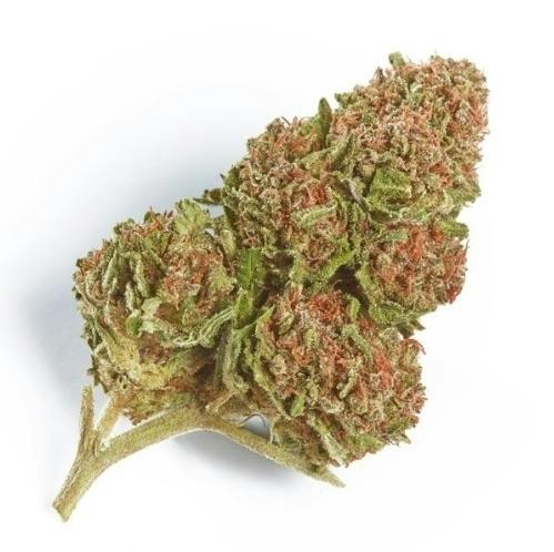 Northern Lights 3.5 Flower 20.31% THC By Alaskabuds Grow