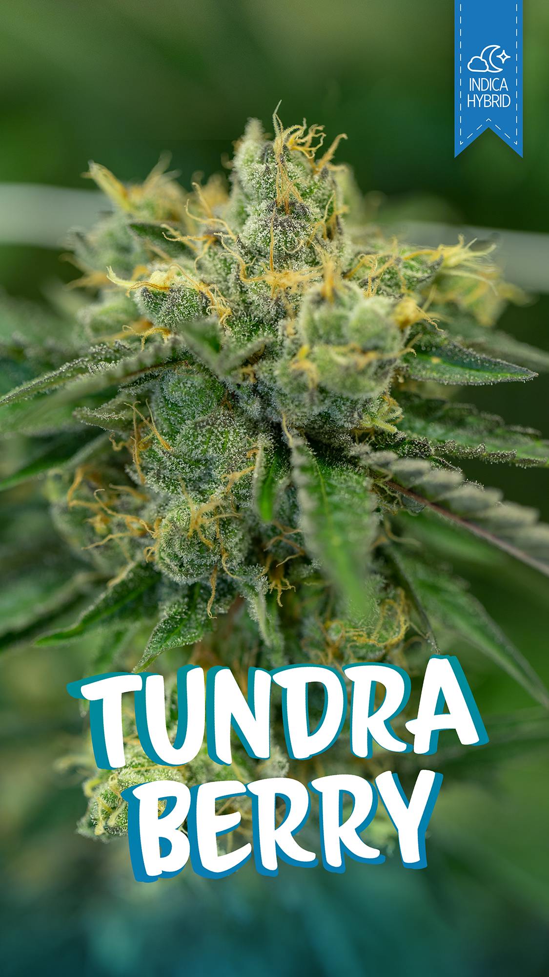 Great Northern Cannabis Tundra Berry Flower (Indica)