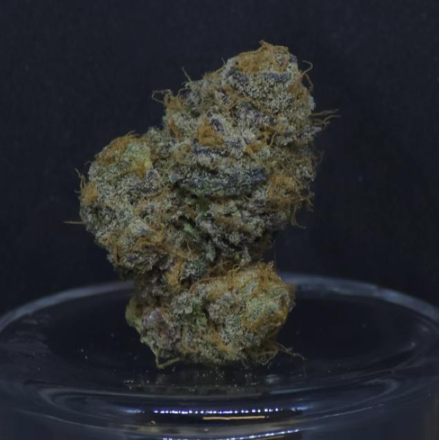 Tropical Orange (hyb) | 29.86%THC | 2.09%Terp | BAM Alaska