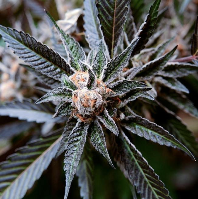Watermelon Wonder (hyb) | 30.05%THC | 3.47%Terp | Lady Gray