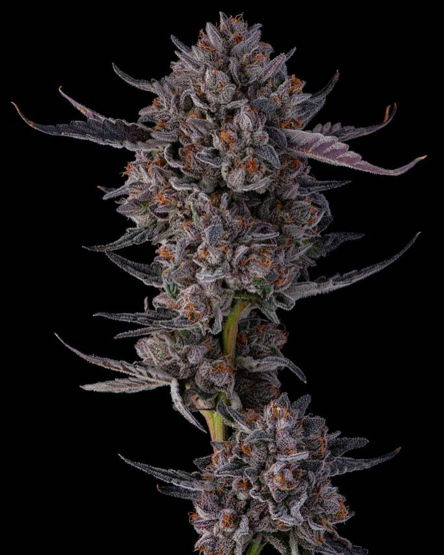 Jokerz Candy (ind/d) | 31.85%THC | 2.30%Terp | Kasilof Cannabis