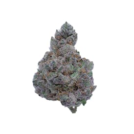 Northern Terps - Bahama Berry