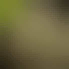 TKO cultivated by Firefly Organics