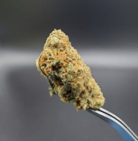 Juice Man (Big Bud) - 25.36% THC